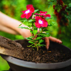 Substrato Para Vasos e Floreiras (5kg) ALL GARDEN na internet