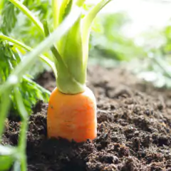 Sementes de Cenoura Kuroda TOPSEED - loja online