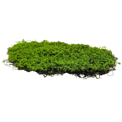 Musgo para Decoração Artificial (50cm) Verde SMO na internet