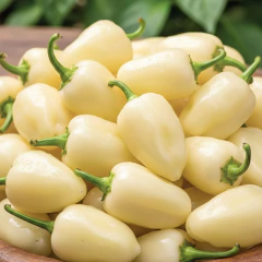 Semente de Pimenta Habanero White Blueline TOPSEED - loja online