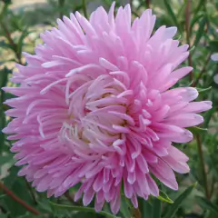 Sementes de Rainha Margarida Beauté D'Amerique TOPSEED - comprar online