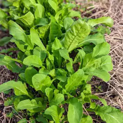 Imagem do Sementes de Rúcula Sasha Super ISLA SAKATA