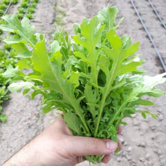 Sementes de Rúcula Rokita ISLA - comprar online