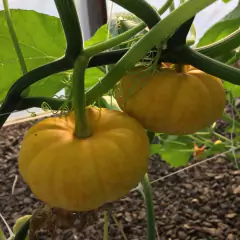 Imagem do Sementes de Abóbora Mini Jack ISLA