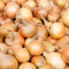 Sementes de Cebola IPA 11 TOPSEED - Cultiv.me