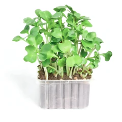 Sementes Microverde Couve Manteiga da Georgia (500g) TOPSEED - Cultiv.me