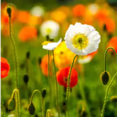 Sementes de Papoula Excelsior (Sortida) TOPSEED na internet