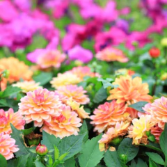 Sementes de Dália Anã Dobrada (Sortida) Super ISLA