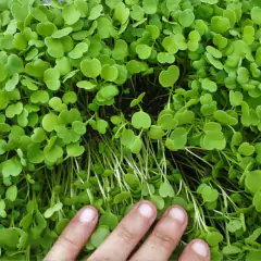Sementes Brotos Microverdes de Couve Mahara (100g) ISLA na internet