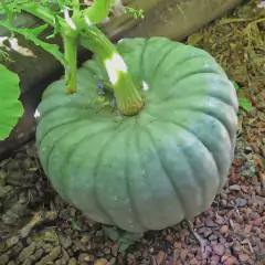 Sementes de Abobora Moranga Coroa Super ISLA