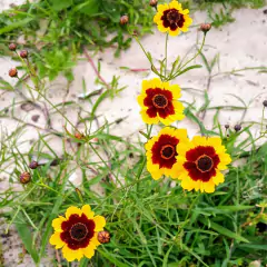 Sementes de Coreopsis Elegant (Sortida) TOPSEED - Cultiv.me