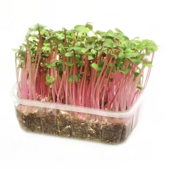 Imagem do Sementes Microverde Rabanete Crimson (500g) TOPSEED