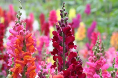 Sementes Balsamina Dobrada Sortida Isla - comprar online