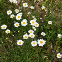Sementes de Margarida Branca Blueline TOPSEED - loja online