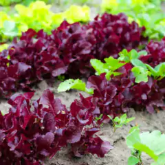 Sementes de Alface Carmim Crespa Peletizada (100un) ISLA