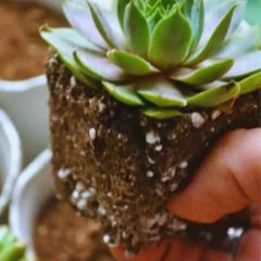 Perlita Expandida (200g) ALL GARDEN