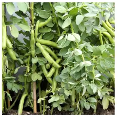 Sementes de Fava de Sevilha (100g) ISLA - loja online