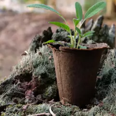 KIT Vasos Biodegradáveis Pequeno (5 unidades) NAGMOBIO - comprar online