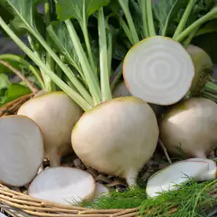 Sementes de Beterraba Moscato (Branca) ISLA - loja online