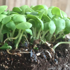 Imagem do Semente Microverde Manjericão Toscano Folha Alface(100g)ISLA