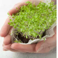 Sementes Brotos Microverdes de Alface Deva ISLA