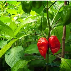 Sementes de Pimenta Cascavel (Bhut Jolokia) FELTRIN na internet
