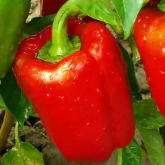 Sementes de Pimentão All Big TOPSEED