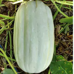Sementes de Abobora Nova Caravela Super ISLA na internet
