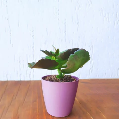 Cachepot Bage (9x8) Cor Taupe VASART