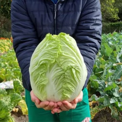 Sementes de Couve Chinesa Lian Hibrido SUPER ISLA na internet