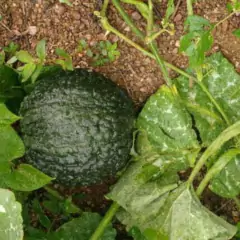 Sementes de Abóbora Hibrida Tetsukabuto ISLA - loja online