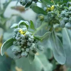 Sementes de Brócolis Ramoso Piracicaba (100g) TOPSEED - comprar online