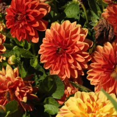 Sementes de Dália Anã Dobrada (Sortida) Super ISLA - Cultiv.me