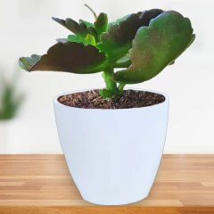 Imagem do Cachepot Bage (6x6) Cor Branco VASART