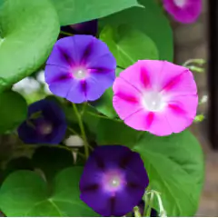 Sementes de Ipoméia Purpúrea (Sortida) TOPSEED na internet