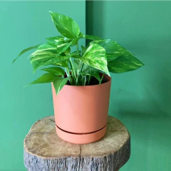 Imagem do Vaso Rio (15x15 cm) Cor Terracota VASART