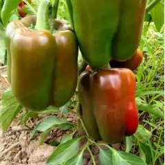 Imagem do Sementes de Pimentão All Big TOPSEED