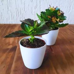 Cachepot Bage (6x6) Cor Branco VASART