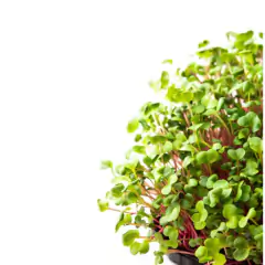 Sementes Brotos Microverdes de Rabanete Indra ISLA - comprar online