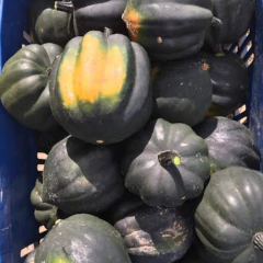 Sementes de Abóbora Mini Híbrida Pérola Negra ISLA