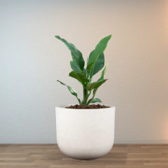 Vaso Fringe Cilíndrico 36 (20L) Cor Off-White JAPI na internet