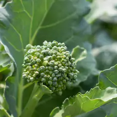 Sementes de Brócolis Ramoso Piracicaba (100g) TOPSEED - loja online