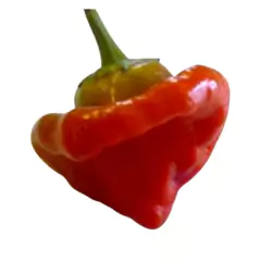 Sementes de Pimenta Jamaican [Red] TOPSEED - loja online