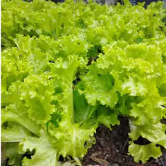 Imagem do Sementes de Alface Crespa Elba TOPSEED