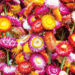 Sementes de Helichrysum Sempre-Viva (Sortida) Super ISLA na internet