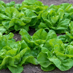 Sementes de Alface Fortaleza Lisa Peletizada (1000un) ISLA - loja online