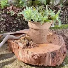 KIT Vasos Biodegradáveis Grande (3 unidades) NAGMOBIO - comprar online