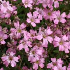 Sementes de Gypsophila Elegans / Mosquitinho (Sortido) ISLA - comprar online
