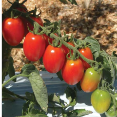 Imagem do Semente Tomate Híbrido Grape Dolcetto (20 Sementes) ISLA