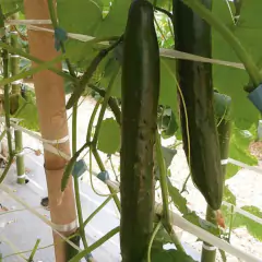 Sementes de Pepino Japonês Hiroshi ISLA na internet